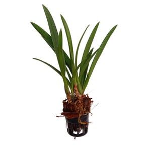 Encyleyvola Jairak Canary Orchid Seedling Plant - Begin Your Journey to Cultivating Exotic Orchids with Vibrant Yellow Blooms