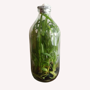 Shop Cymbidium Green Valerie Flask Orchid - Perfect Gift for Any Occasion