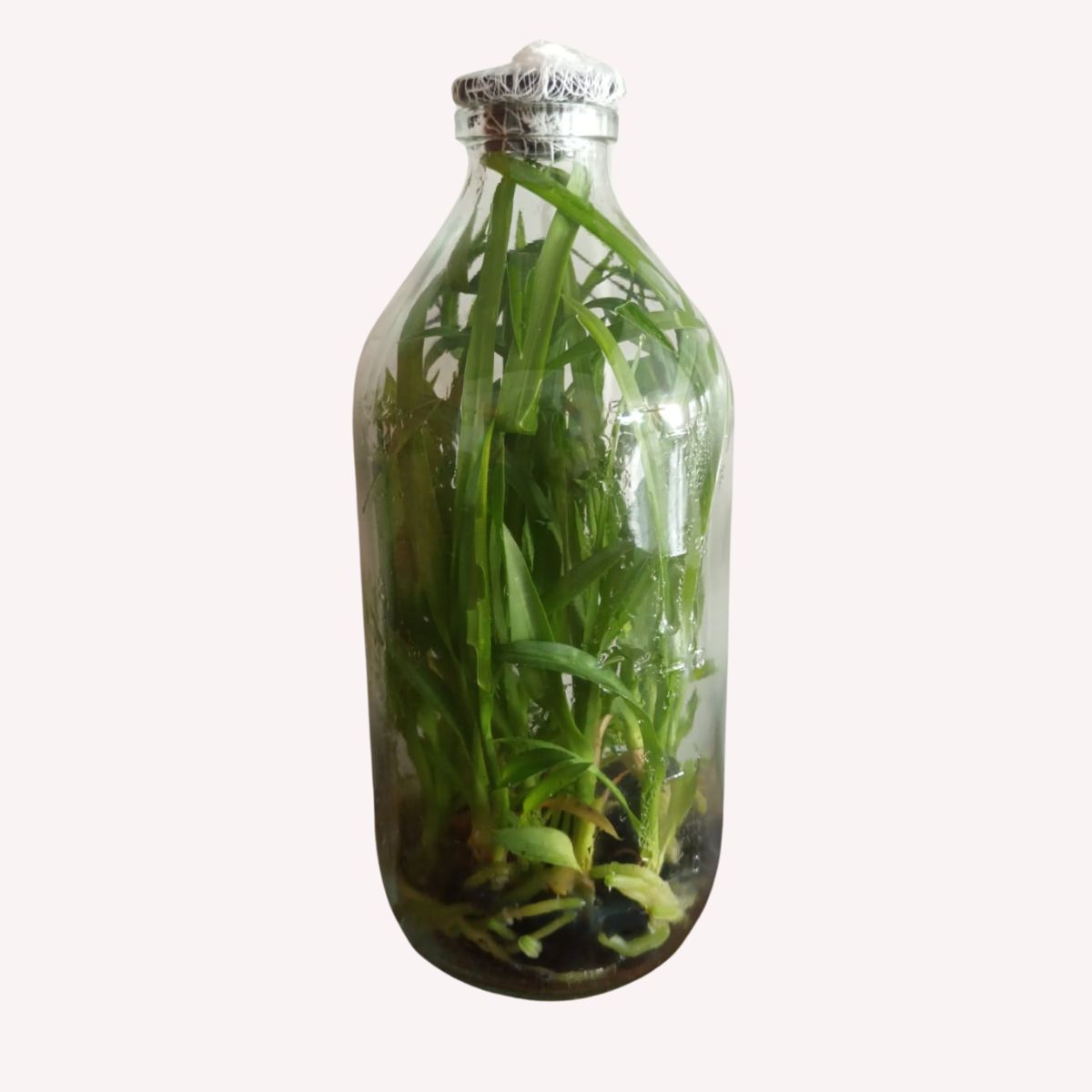 Cymbidium Green Bart Dutch Orchid Flask - Buy Now