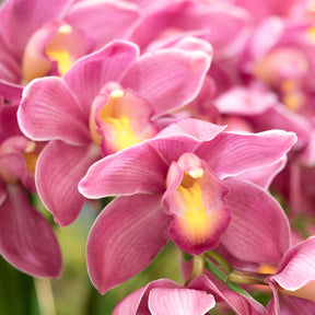 Exquisite Cymbidium Kiwi Joker Flask orchid for sale online