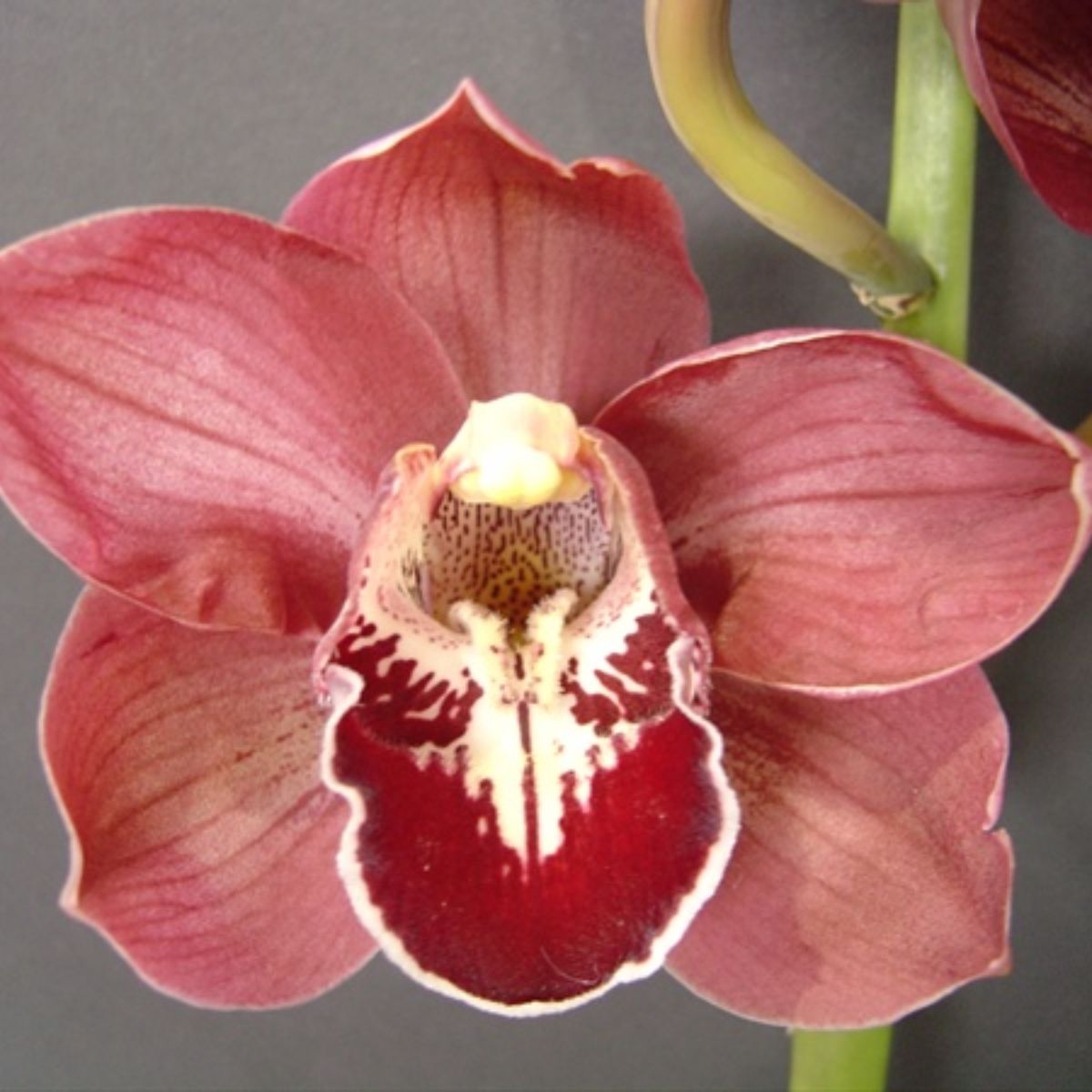 Red Cymbidium Blazing Fury Hades Orchid with Large Blooms