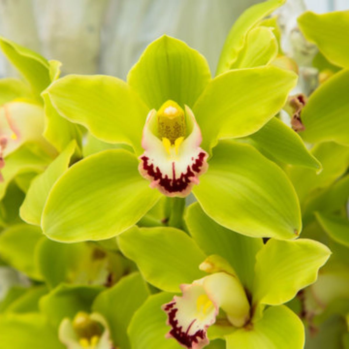 Stunning Cymbidium Green Bart Dutch (Flask) orchid with vibrant green and white petals