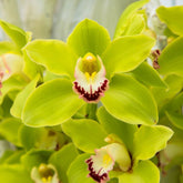 Stunning Cymbidium Green Bart Dutch (Flask) orchid with vibrant green and white petals