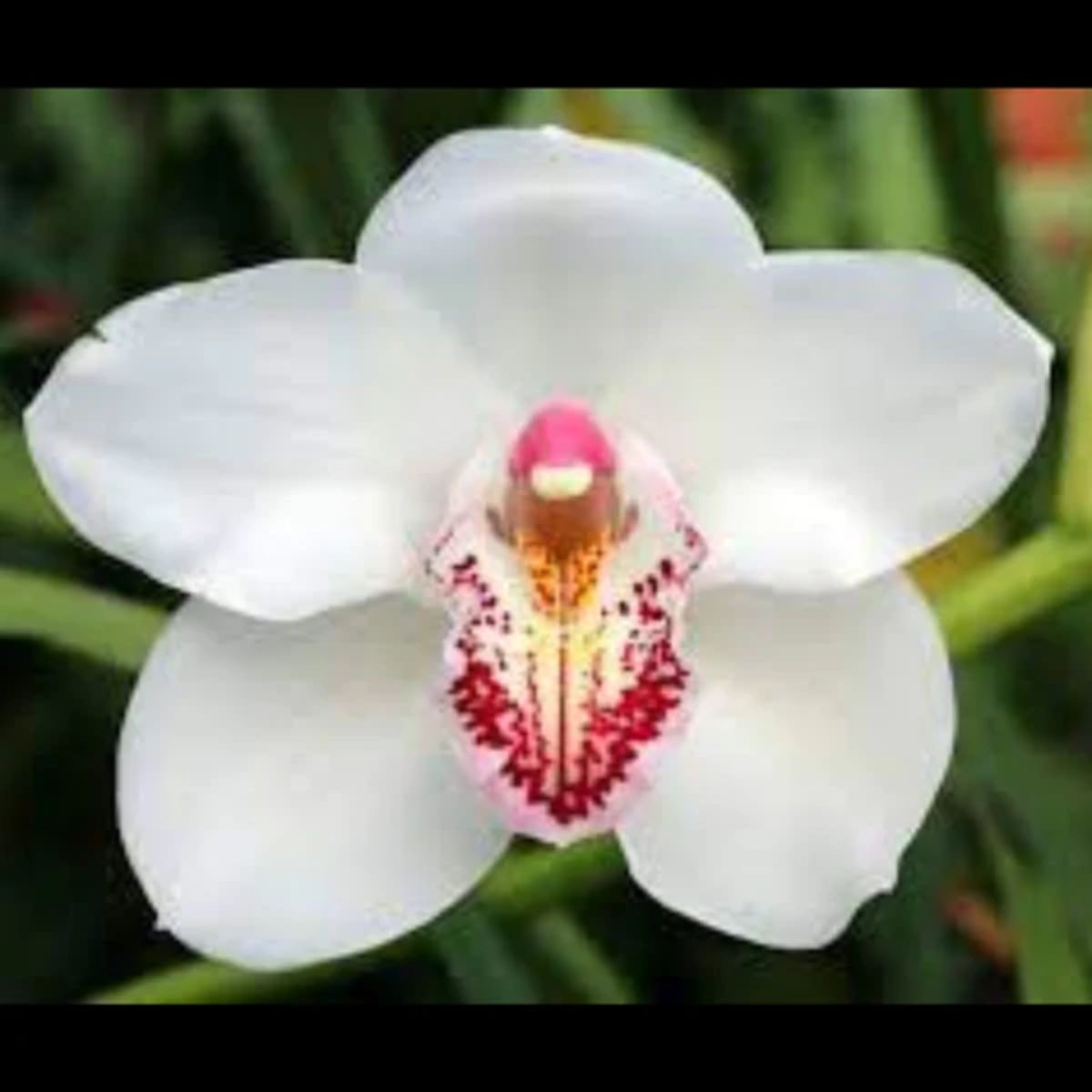 Cymbidium Kulnara Cherish Flask Orchid with White Blooms and Unique Flask-Shaped Lip