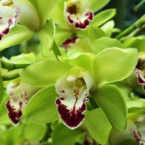 Cymbidium Cascading Green Flask orchid with cascading green blooms and graceful appearance