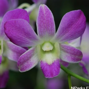 Dendrobium Lucian Pink x Thanida Pink Orchid Flower - Captivating Blend of Pink Beauty for Your Home or Gift