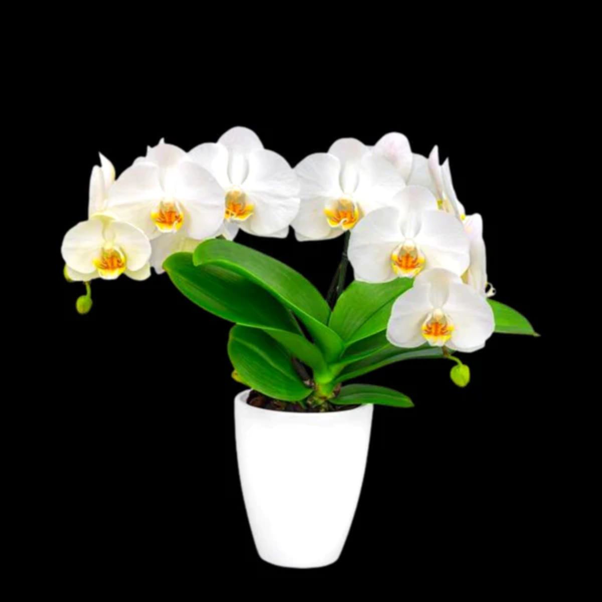 Phalaenopsis Grand Dessert orchid flower - exquisite and luxurious beauty for your home or office decor