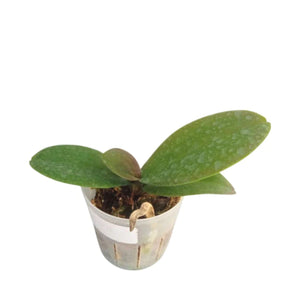 Phalaenopsis Grand Dessert medium size plant - elevate your space with the luxurious beauty of these exquisite orchids