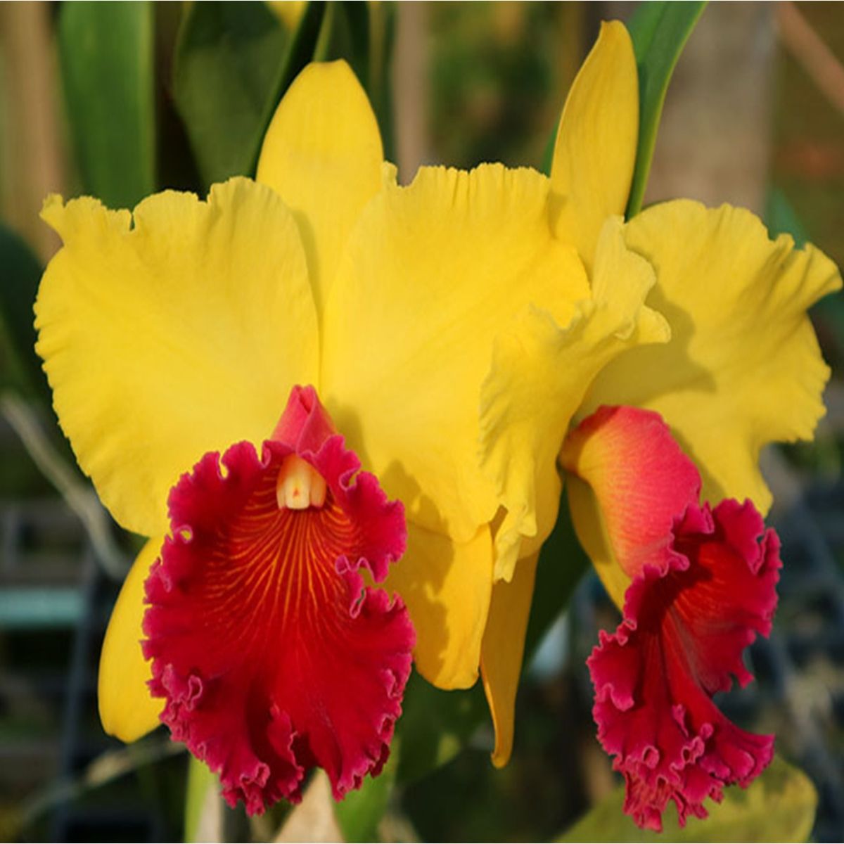 Rhyncholaeliocattleya Alma Kee Orchid - Exquisite Blooms with Vibrant Colors