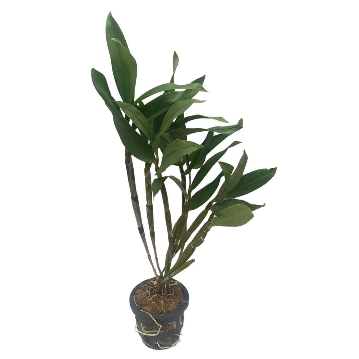 Denbrobium Thrysiflorum blooming size plant with spike - add an exquisite touch of nature to your space