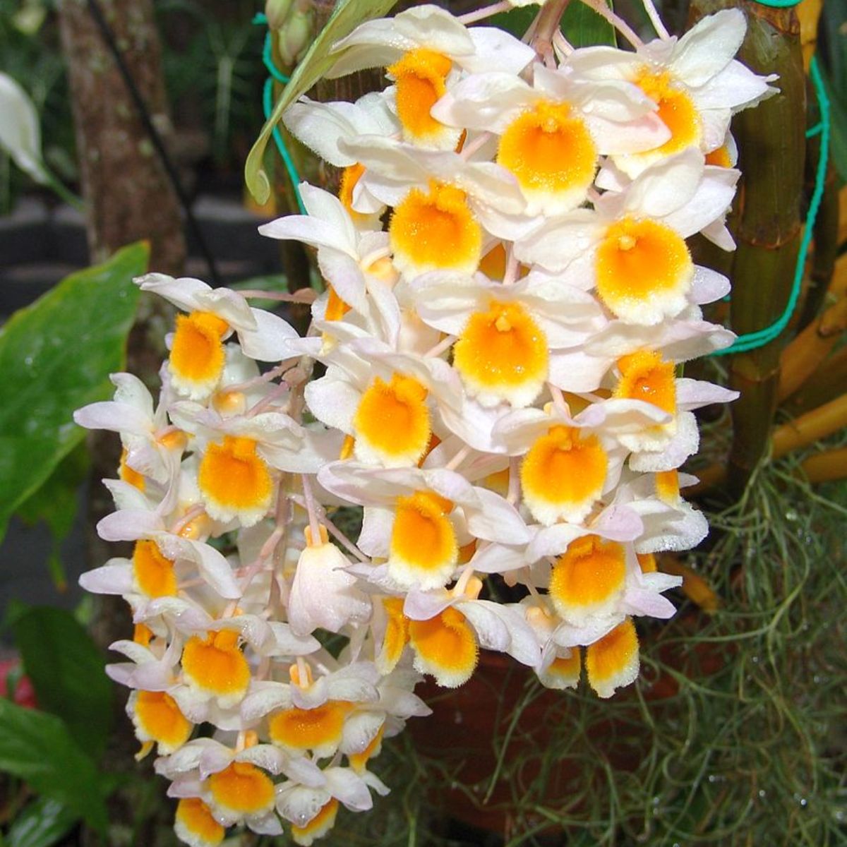 Denbrobium Thrysiflorum orchid flower - delicate petals and stunning color variations