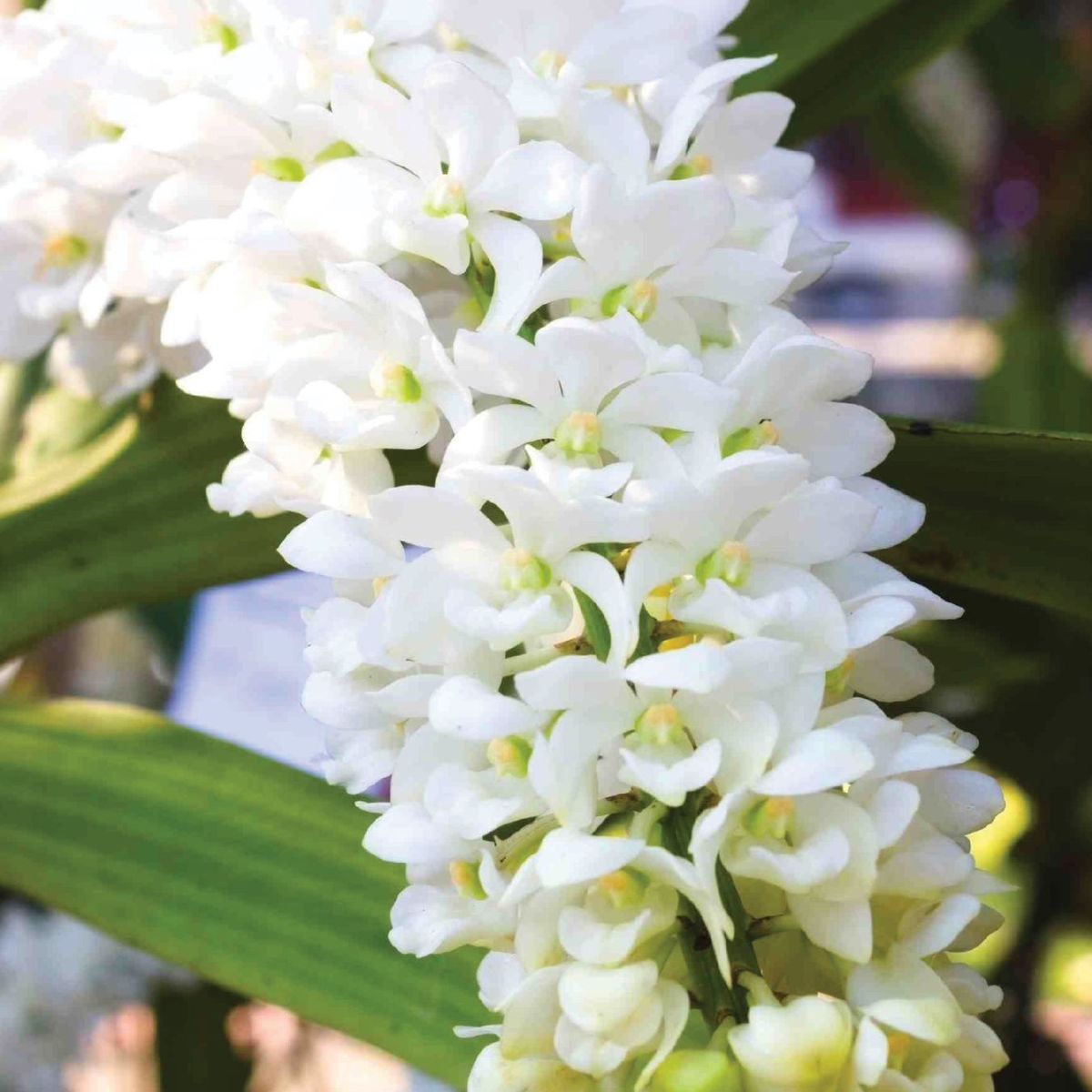 Rhynchostylis Gigantea White BS orchid - A breathtaking display of pure white blooms, exuding elegance and grace
