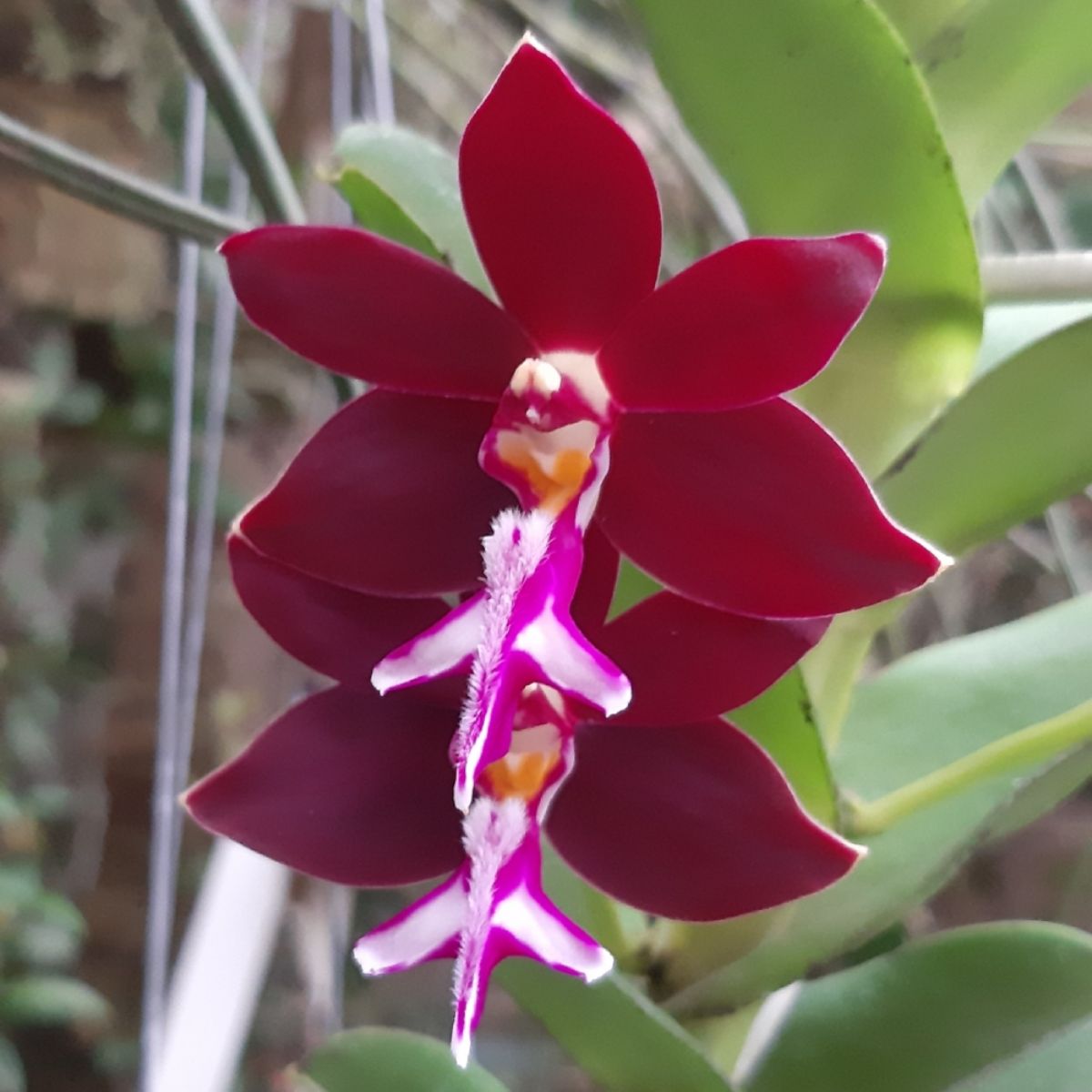 Exotic Trichoglottis Drachiata Orchid in full bloom