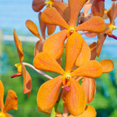 Bright Yellow Mokara Happiness Orchid in Bloom