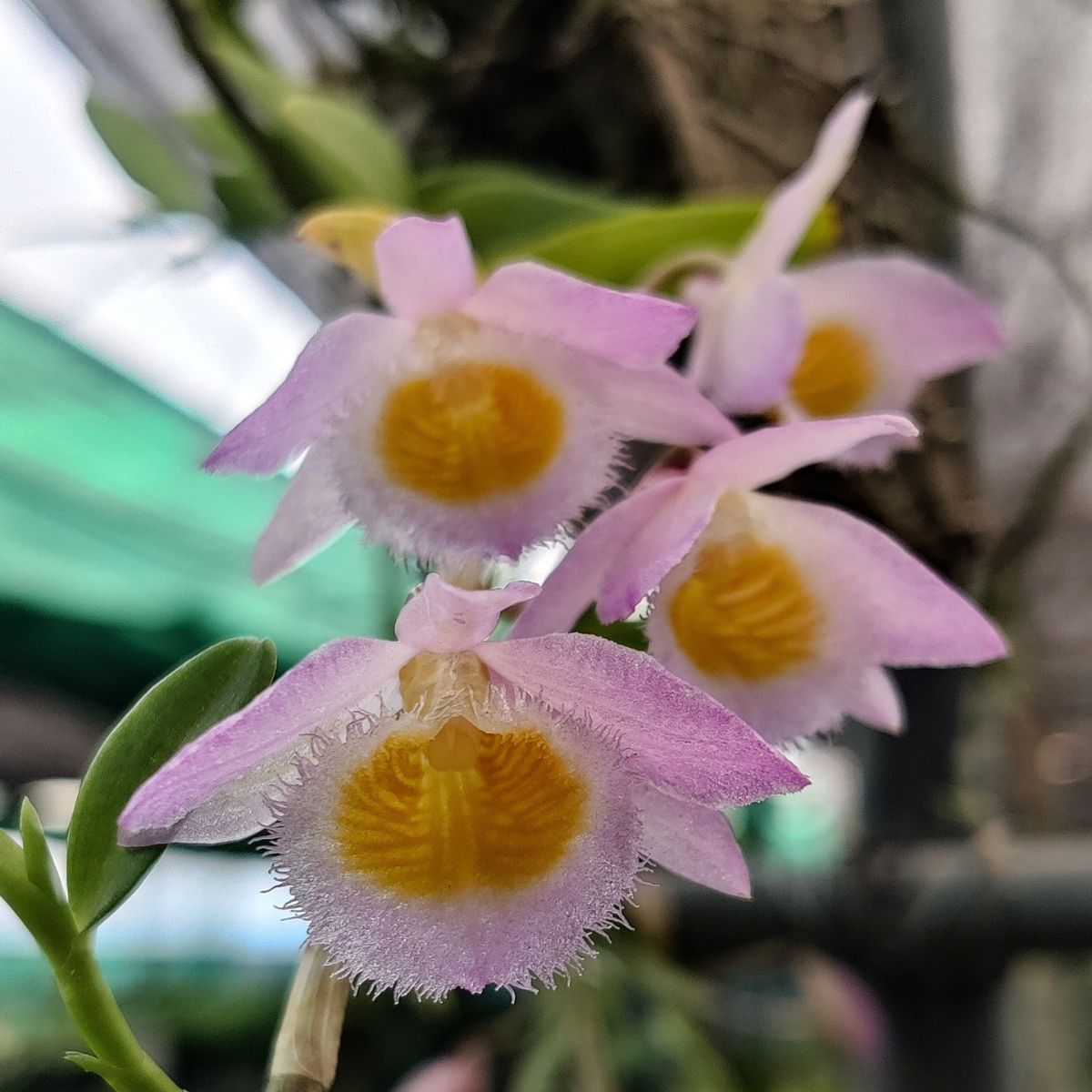 Dendrobium Loddigesii Orchid in Full Bloom: Mesmerizing Flowers and Graceful Foliage to Enhance Your Indoor Space
