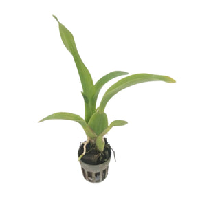 Young BRS Eternal Wind Orchid Seedling with Healthy Leaves and Roots