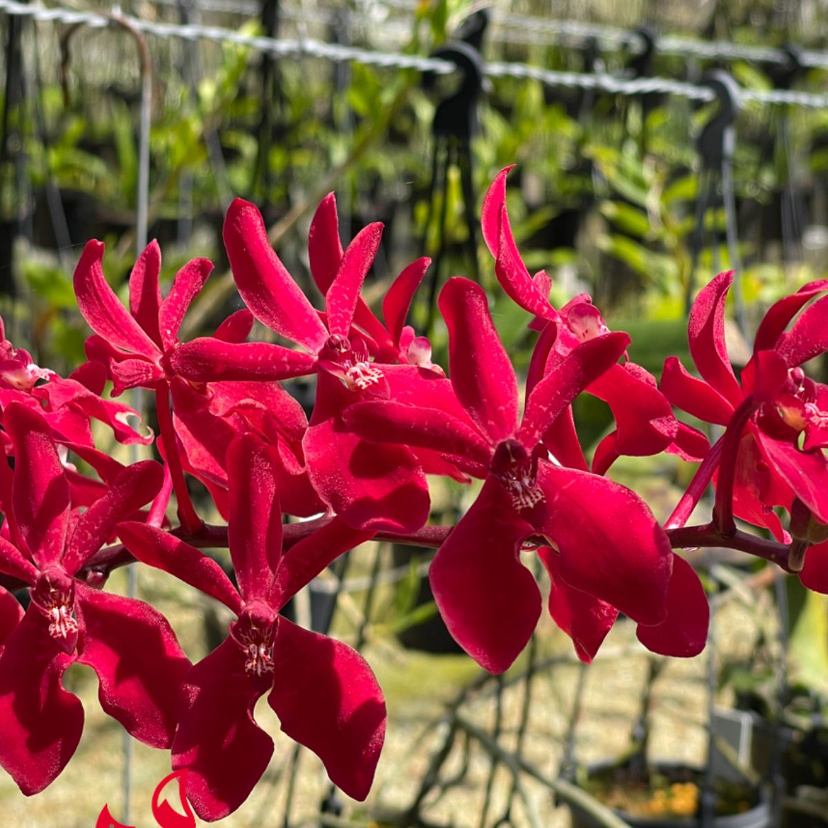 Shop the Ren Azimah x Bangkok Flame Orchid - rare and stunning flower