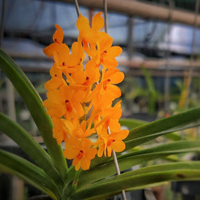 Asctm. Miniatum 'Arthorn' orchid with yellow flowers