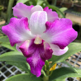 Dendrobium King Dragon Orchid - Majestic Purple Blooms for Your Collection