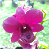 Close-up of Dendrobium (Sakda Beauty x Udomsri) orchid with intricate flowers