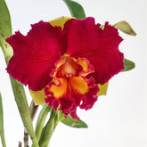RLC Rungnapha Fancy 1 Orchid - Exquisite Blooms in Vibrant Colors