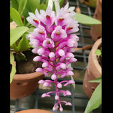 A stunning orchid with purple and white petals, known as Denbrobium Smilleae, in a vibrant display of natural beauty.