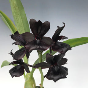Monnierara Millennium Magic 'Witchcraft' orchid with dark petals