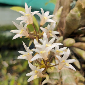 Eria Obesa (Pinalia Obesa) Orchid in Full Bloom: A Stunning Display of Delicate Petals and Intricate Details