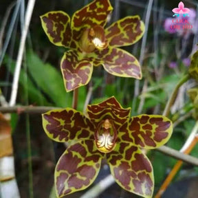 Grammatophyllum Scriptum Orchid - Exquisite blooms with mesmerizing patterns and vibrant colors