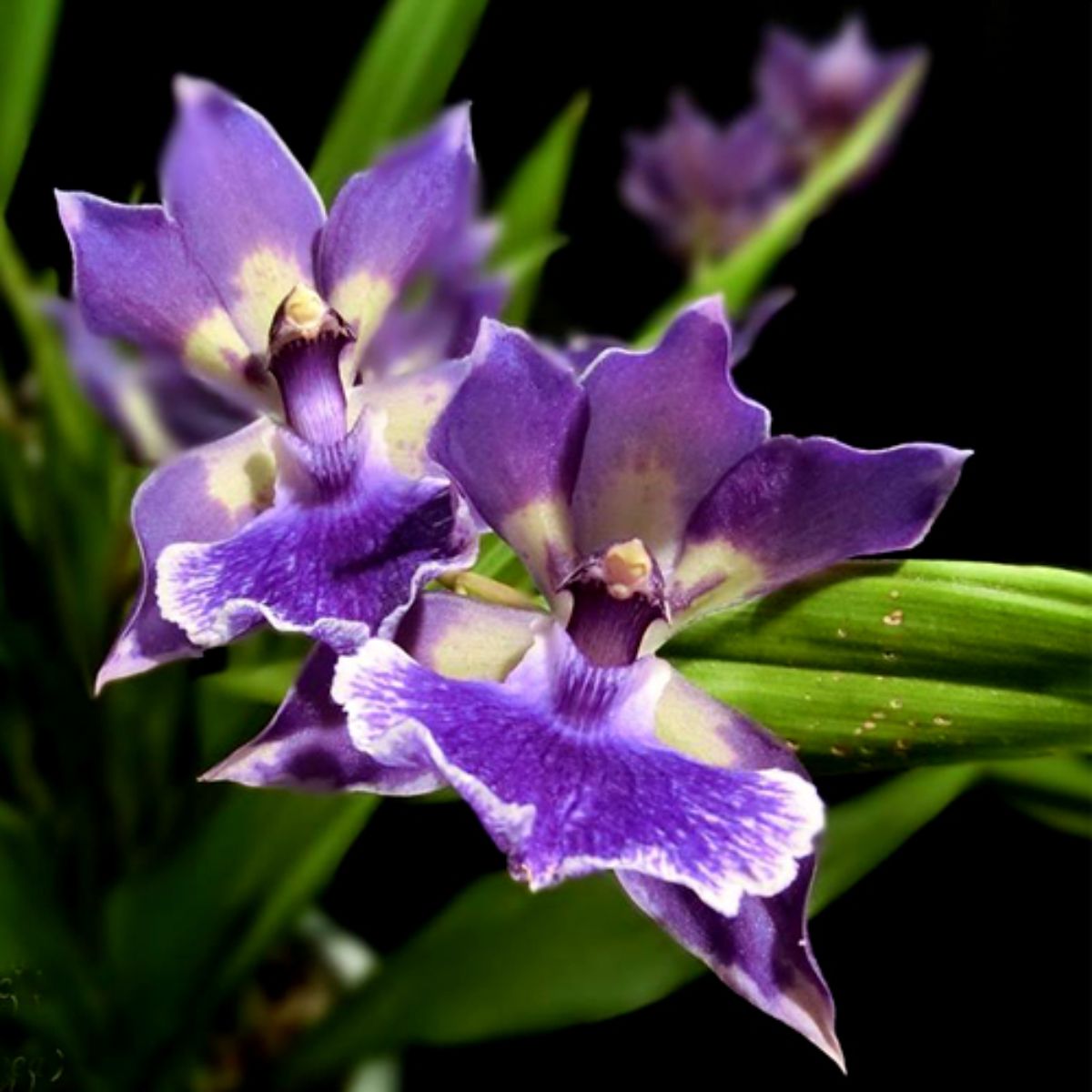 Zygonisia Murasaki Komachi orchid flower with rich violet purple blooms, wavy ruffled petals, and a striking white patterned lip showcasing elegant exotic orchid beauty ideal for rare orchid collections, imported orchid hybrids, premium flowering orchid displays, indoor orchid growing, and tropical orchid enthusiasts searching for unique orchid plants online in India.