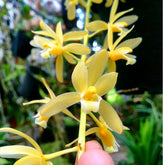Cymbidium Aloifolium Yellow Orchid - Vibrant live plant with radiant yellow blooms to brighten any space