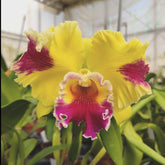Close-up image of a blooming Cattleya Rlc. Hwa Yuan Grace orchid with vibrant magenta petals and fringed edges.