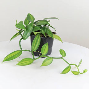 Blooming Size Vanilla Planifolia Variegata Orchid with Variegated Leaves and Fragrant Flowers